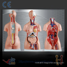 Unisex human torso 85CM (23parts),teaching model